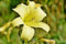 Ponak Neue Lilie Blumensamen- 100 Stk