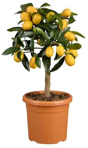 Kumquat, Mini-Stamm, Topf-Ø 15 cm