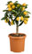 Kumquat, Mini-Stamm, Topf-Ø 15 cm
