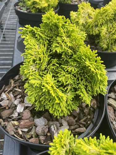 Hinoki Cypress 'Nana Lutea' - Conifer Tree | 10/20cm Tall | UK Grown