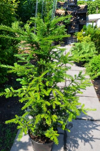 Heimische Eibe Taxus baccata 30-40 cm hoch im 3 Liter Pflanzcontainer | Winterhart, immergrün & langlebig – schnitt- und schattenverträglich, ideal für Hecke & Formschnitt