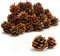 COM-FOUR® 30x Tannenzapfen in goldfarben - Pinienzapfen als Weihnachtsdekoration - Zapfendeko - Streudeko - Bastelset - Weihnachtsschmuck (30 Stück - goldfarben)