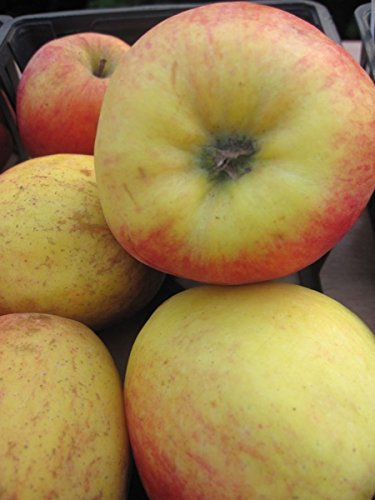 Malus domestica Rewena ® - Herbstapfel Rewena ® - Apfelbaum