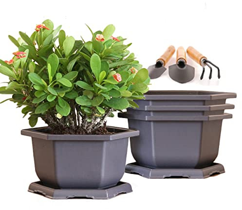 MissFox Bonsai Schale mit Untersetzer, 4 Stücke 25cm Blumentopf Kunststoff mit Tablett und Mini Gartenwerkzeug Set, Bonsaischale Sechseckiges Pflanzentöpfe für Innen- und Außenbereich