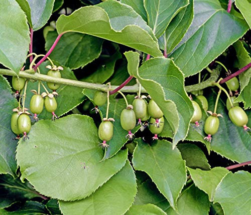 Dehner Kiwi Weiki®, glatte und essbare Schale, ca. 50-70 cm, Obstpflanze