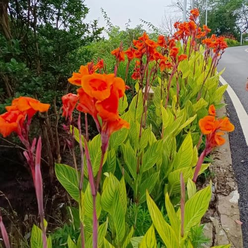 6zwiebeln cannazwiebeln kaufen, canna lily deko blumenstrauß, gartenblumen blumenzwiebeln winterhart, garten herbstblumen frühlingsblumen