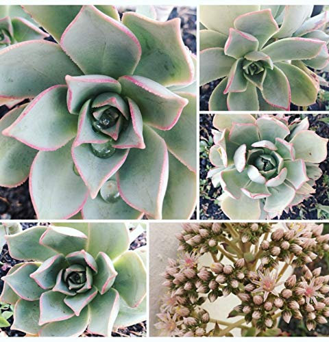 TOMHY Samen-Paket: Aeonium lancerottense Schneiden Schneiden AST Sukkulenten Sukkulenten Samen Stem