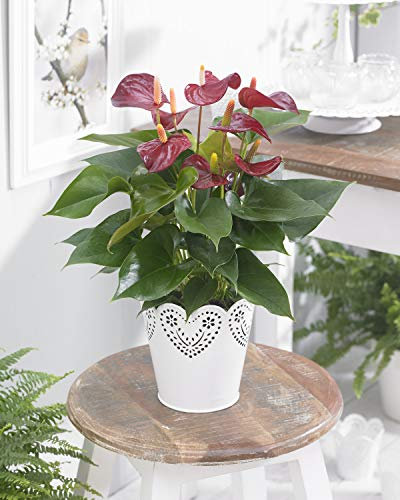 Anthurium Laceleaf Viola | Pianta per la Casa/Ufficio
