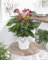 Purple Anthurium Spitzenblatt, für innen Räume Haus/Büro blühende Pflanze | 13cm Topf