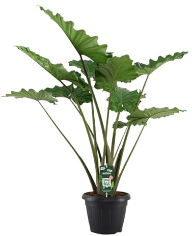 Trendyplants - Alocasia Portodora - Elefantenohr - Zimmerpflanze - Höhe 130-150 cm - Topfgröße Ø35cm