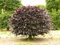 Genipap 45 pezzi Fagus sylvatica VAR purpurea semi di piante