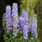 300 pcs rittersporn samen mehrjährig - Consolida ajacis - blumen für balkon, bio saatgut rittersporn pflanze Delphinium pflanzen samen indoor, pflanzen winterhart bienenweide, topfpflanzen