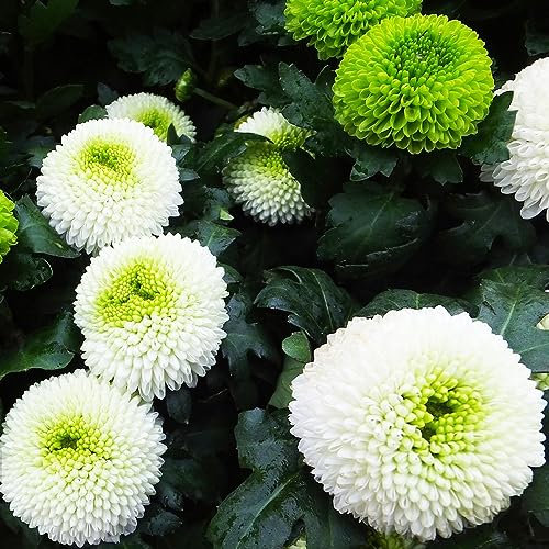 250 pcs chrysanthemen samen - balkonblumen pflanztöpfe chrysantheme,Chrysanthemum morifolium, zimmerpflanze blumensamen seeds gartensamen bonsai samen hochbeete für garten