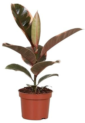 Rubber Plant Ficus Belize in a 11cm Pot - Indoor House Plant with Vibrant Foliage