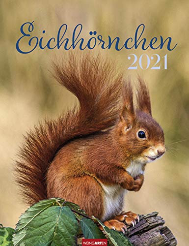 Eichhörnchen - Kalender 2021 - Weingarten-Verlag - Wandkalender mit bezaubernden Aufnahmen und Platz zum Eintragen - 29,8 cm x 38,8 cm