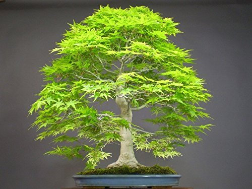 (DRF * *) Tree Seeds 50 pcs Alba Redwood Forest Bonsai Seeds - Metasequo Glyptostroboides - Growing up Your Bonsai kit: Only Seeds