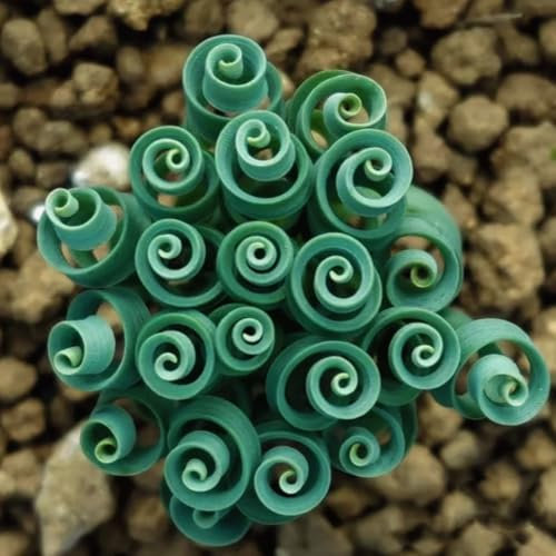 Pianta Albuca Spiralis,Bulbi di albuca spiralis,Piante grassa, Forma unica,Piante verdi da tavolo,,Amichevole per gli occhi-2 bulbi-a