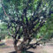 pianta di jabuticaba - semi piante da frutto giardino di semi frutta piante da appartamento jabuticaba alberi alberi per il giardino frutto nani per gli amanti del acquistare 150pcs