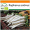 SAFLAX - Jardin dans le sac - BIO - Radis - Daïkon - 100 graines - Avec substrat de culture dans un sac de levage facile à manipuler. - Raphanus sativus