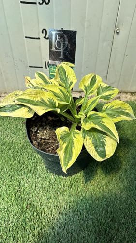 Pianta Hosta wide brim, h30cm vaso 20, foto reali
