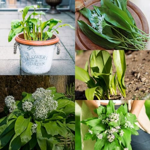 500 pz Semi di aglio orsino - Allium Ursinum - copertura del terreno, semi, verdure invernali Semi di aglio selvatico biologici orto di erbe aromatiche, semi di verdure biologiche