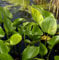 Sumpfcalla - Calla palustris