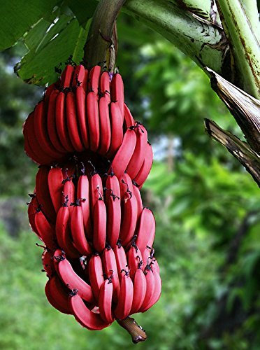 100 PCS sehr seltene rote Banane Samen, Outdoor ausdauernde Interessante Pflanzen, Milchgeschmack, lecker Fruchtsamen für Heim & Garten