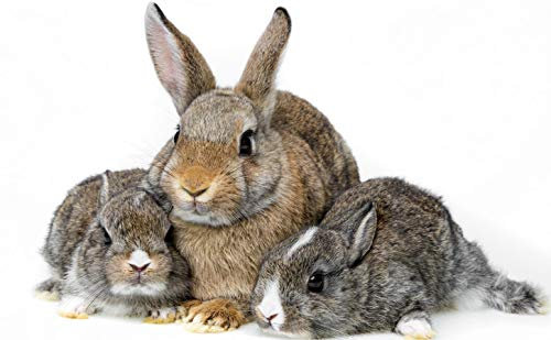 Three Rabbits - Jigsaw Puzzles For Adults 1000-Piece Diy Puzzle Kids Wooden Toys