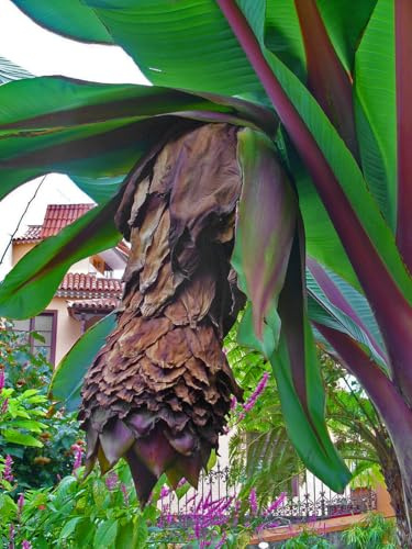 Schnee-Banane 5 Samen -ensete glaucum- **Frosthart und robust**