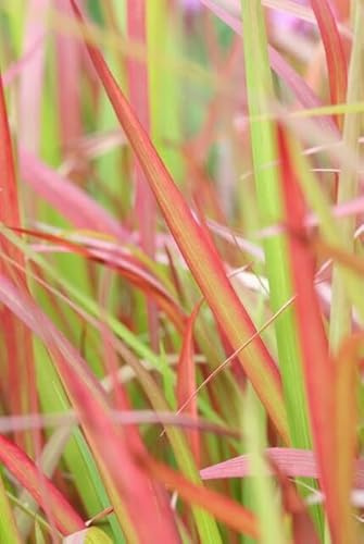 Japanisches Blutgras Imperata cylindrica 'Red Baron' – 10-25cm – Ø9cm – 60 Pflanzen – Ziergras, Rote Blattspitzen, Winterhart, Pflegeleicht, Beet & Kübel