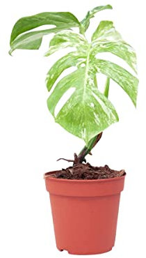 PLNTS - Monstera Deliciosa Variegated - Plante verte - Plante d'intérieur en 15 cm Pot - Hauteur 45 cm