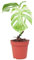 PLNTS - Monstera Deliciosa Variegated - Plante verte - Plante d'intérieur en 15 cm Pot - Hauteur 45 cm