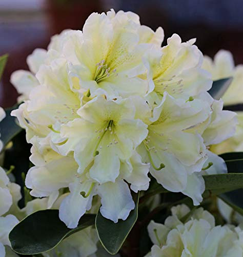 Großblumige Rhododendron Dufthecke Gelb® 30-40cm - Alpenrose