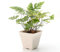 300 pcs farn zimmerpflanze samen - steingartenpflanzen winterhart,Pteridium aquilinum, pflanzensamen winterharte pflanzen für garten ingarden bonsai bäumchen kaufen dachbegrünung