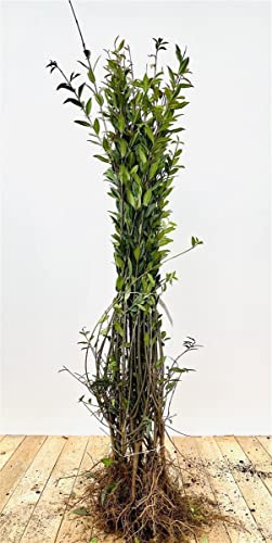Ligustrum vulgare 'Atrovirens' 50–80 cm, 50 Stück – Winterhart, Mehrjährig, Pflegeleicht – Gewöhnlicher Liguster – Heckenpflanze für Garten & Sichtschutz