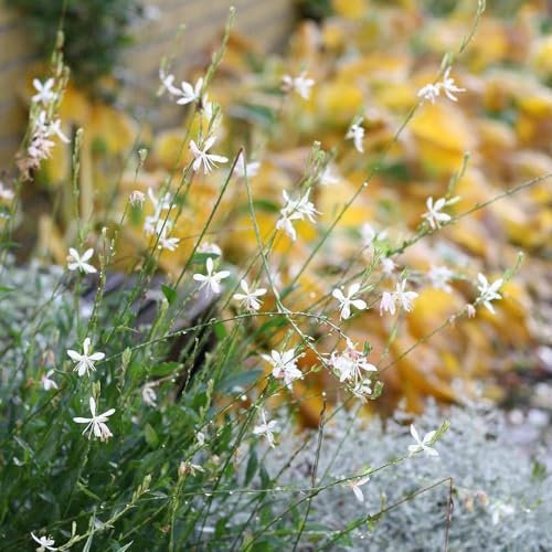 200 Pc Magníficas Semillas De Plantas De Velas - Plantas Raras, Decoración De Salón (Gaura Lindheimeri) Decoración De Jardín Para Exterior, Plantas De Balcón. Semillas De Pradera De