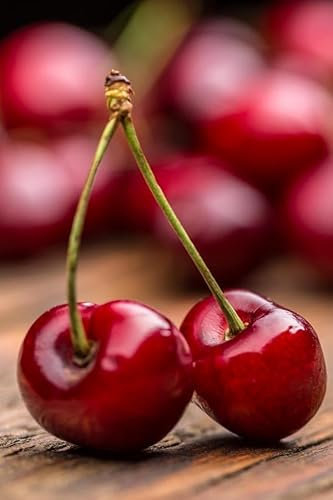 Albero di CILIEGIO - Pianta di ciliegio Ferrovia - Albero altezza 160 cm - Innesto di due anni. Frutto di grossa pezzatura. Frutto colore rosso brillante, sapore intenso e dolce