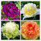 Vista 10 teile/beutel mischfarbe pfingstrose samen Chinesische rose samen Baum Pfingstrose Samen schöne Dekoration bonsai blume pflanze für hausgarten