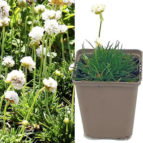 Weisse Grasnelke 40 Stück im Topf | Armeria maritima Alba Bodendecker immergrün Winterhart