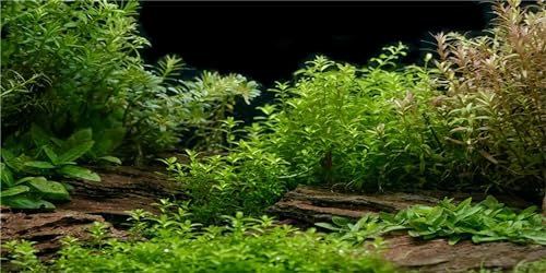 MIRRORANG 120x50cm Aquarium Hintergrund Flussbett & See Wasserpflanze Aquarium Hintergrund Vinyl