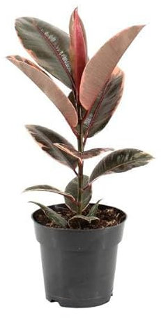 Gummibaum - Ficus Elastica Belize - Zimmerpflanze - Ø17cm - 55cm