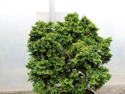 Kleine Muschelzypresse 'Nana Gracilis' - Chamaecyparis obtusa Nana Gracilis - Containerware 15-20 cm - Garten von Ehren®