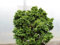 Kleine Muschelzypresse 'Nana Gracilis' - Chamaecyparis obtusa Nana Gracilis - Containerware 15-20 cm - Garten von Ehren®