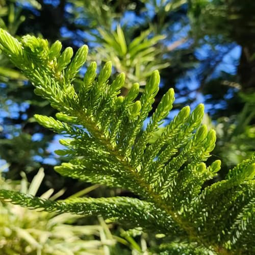 120 Pc Semillas De Araucaria Araucana - Semillas De Árboles De Araucaria, Árbol Bonsai Planta Árboles Semillas De Araucaria Araucana, Plantas En Macetas Resistentes Mini Jardín, Árbol