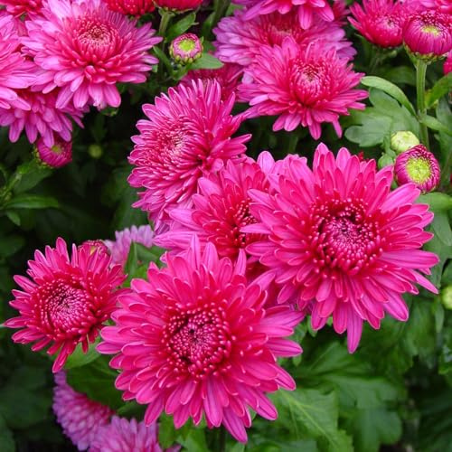 Bio Winteraster, rosa/pink Topf 11x11 cm, 3 Pflanzen