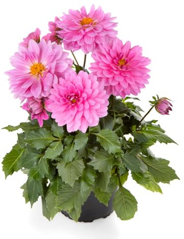 Dalia en Flor - Planta Natural -Luminosidad de Primavera en tu Hogar