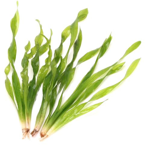 K2AQUA 5 X Vallisneria Torta Twisted Corkscrew Vallis Live Aquarium Plant Ideal for Freshwater Tropical Aquascapes Natural Midground Decoration