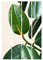 Bilderwelten Holzbild - Gummibaum - Hochformat 3:2 70cm x 48cm