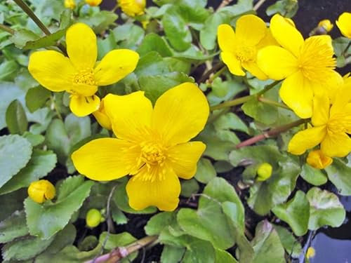 Sumpfdotterblume | Caltha palustris| Wasserpflanze | Teichpflanze | winterhart | echte europäische Sumpfdotterblume | blüht zweimal im Jahr | Mini Teich geeignet