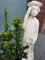 Berg Ilex - Bonsai Ilex Hülse Ilex crenata Mariesii 30-40 cm hoch im 3 Liter Pflanzcontainer